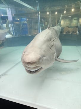 沖縄美ら海水族館に投稿された画像（2025/8/5）
