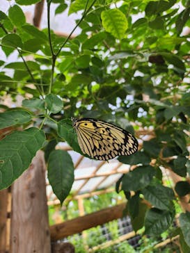 古宇利オーシャンタワーに投稿された画像（2025/8/5）