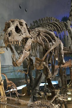 福井県立恐竜博物館に投稿された画像（2025/8/5）