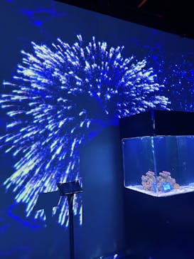 マクセル アクアパーク品川に投稿された画像（2025/8/5）