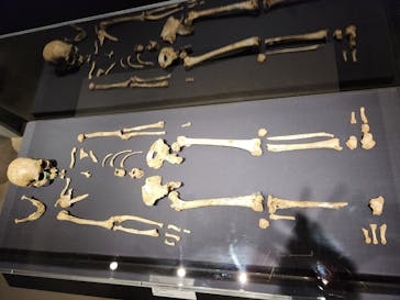 特別展「氷河期展 〜人類が見た4万年前の世界〜」（国立科学博物館）に投稿された画像（2025/8/5）