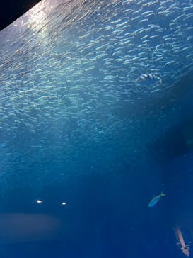 名古屋港水族館に投稿された画像（2025/8/6）