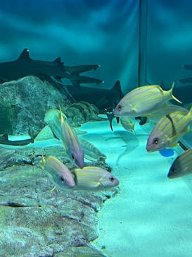 アクアワールド茨城県大洗水族館に投稿された画像（2025/8/6）