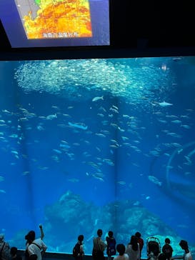 アクアワールド茨城県大洗水族館に投稿された画像（2025/8/6）