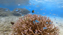 Marine shop Irafuに投稿された画像（2025/8/6）