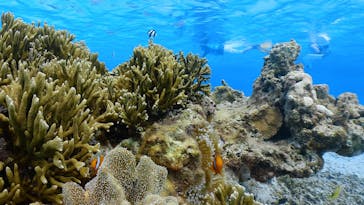 Marine shop Irafuに投稿された画像（2025/8/6）