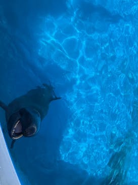 沖縄美ら海水族館に投稿された画像（2025/8/6）