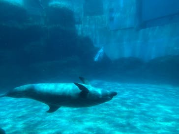 名古屋港水族館に投稿された画像（2025/8/6）