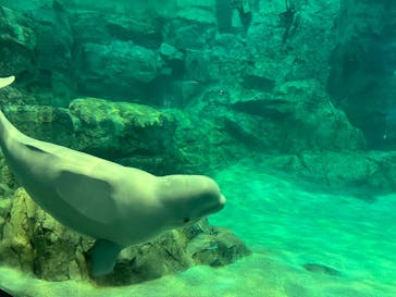 名古屋港水族館に投稿された画像（2025/8/6）