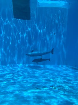 名古屋港水族館に投稿された画像（2025/8/6）