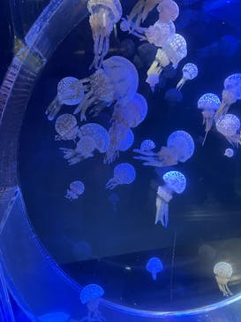 名古屋港水族館に投稿された画像（2025/8/6）