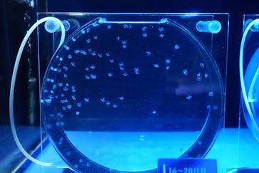 京都水族館に投稿された画像（2025/8/6）