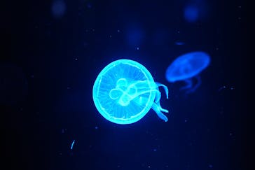 京都水族館に投稿された画像（2025/8/6）