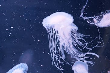 京都水族館に投稿された画像（2025/8/6）