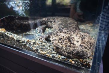 京都水族館に投稿された画像（2025/8/6）
