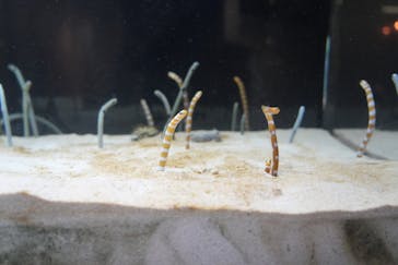 京都水族館に投稿された画像（2025/8/6）