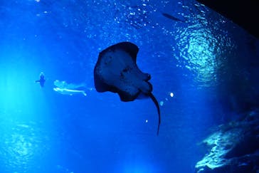京都水族館に投稿された画像（2025/8/6）
