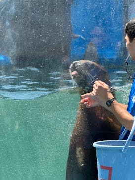 ゼロ距離水族館 伊勢シーパラダイスに投稿された画像（2025/8/6）