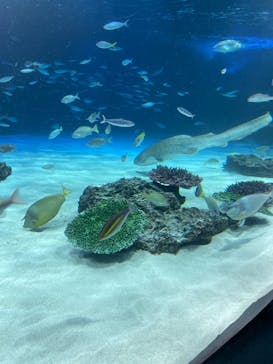 サンシャイン水族館に投稿された画像（2025/8/6）