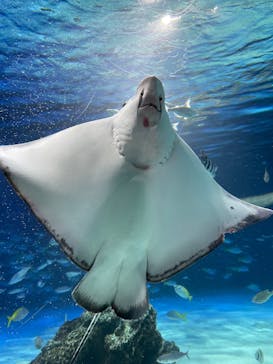 サンシャイン水族館に投稿された画像（2025/8/6）