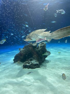 サンシャイン水族館に投稿された画像（2025/8/6）