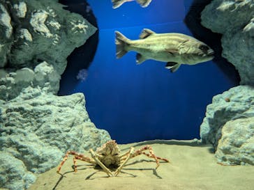 伊豆・三津シーパラダイスに投稿された画像（2025/8/6）