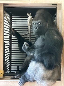 名古屋市東山動植物園に投稿された画像（2025/8/6）