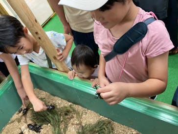 夏休み！ふれあい昆虫ランドに投稿された画像（2025/8/6）