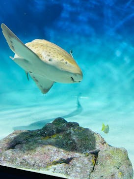 アクアワールド茨城県大洗水族館に投稿された画像（2025/8/6）