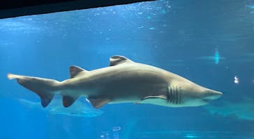 アクアワールド茨城県大洗水族館に投稿された画像（2025/8/6）