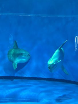 アクアワールド茨城県大洗水族館に投稿された画像（2025/8/6）