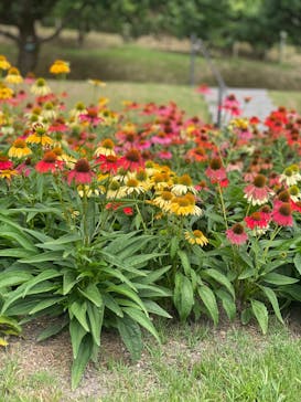 やまぐちフラワーランドに投稿された画像（2025/8/6）