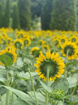 やまぐちフラワーランドに投稿された画像（2025/8/6）