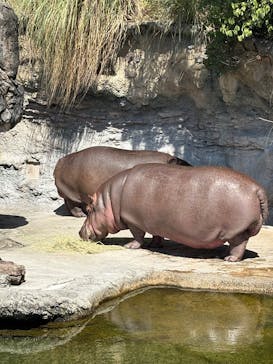天王寺動物園に投稿された画像（2025/8/6）