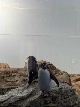 マクセル アクアパーク品川に投稿された画像（2025/8/6）