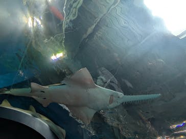 マクセル アクアパーク品川に投稿された画像（2025/8/6）