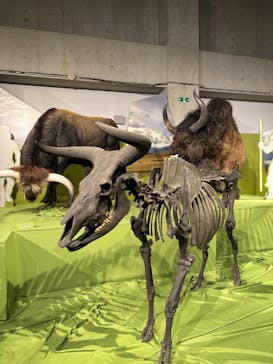 特別展「氷河期展 〜人類が見た4万年前の世界〜」（国立科学博物館）に投稿された画像（2025/8/6）