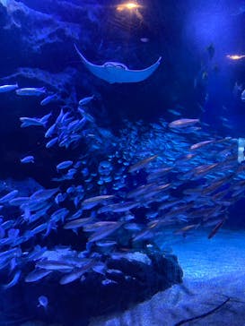 マクセル アクアパーク品川に投稿された画像（2025/8/6）