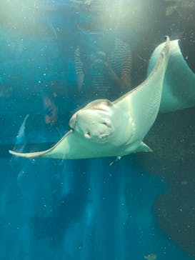 マクセル アクアパーク品川に投稿された画像（2025/8/6）