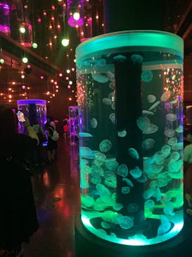 マクセル アクアパーク品川に投稿された画像（2025/8/6）