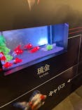 錦鯉・金魚アクアリウム in ときメッセに投稿された画像（2025/8/6）