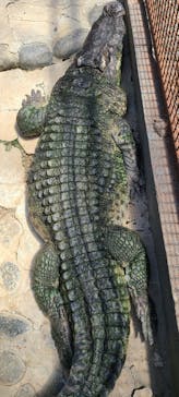 熱川バナナワニ園に投稿された画像（2025/8/6）