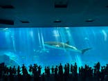 沖縄美ら海水族館に投稿された画像（2025/8/6）