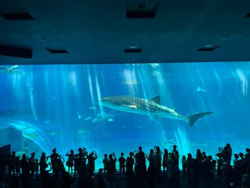 沖縄美ら海水族館に投稿された画像（2025/8/6）