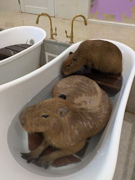 アニタッチ 東京ドームシティに投稿された画像（2025/8/6）