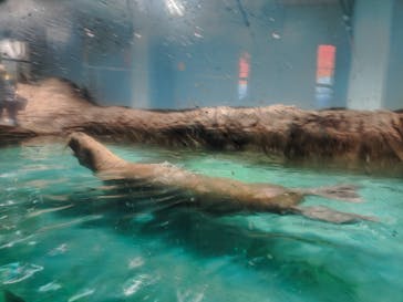 伊豆・三津シーパラダイスに投稿された画像（2025/8/6）