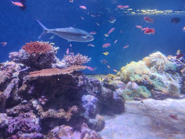 伊豆・三津シーパラダイスに投稿された画像（2025/8/6）