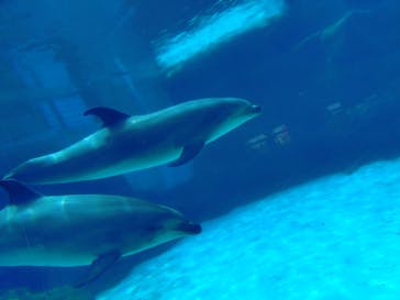 名古屋港水族館に投稿された画像（2025/8/6）