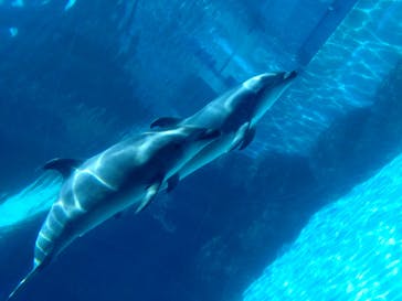 名古屋港水族館に投稿された画像（2025/8/6）