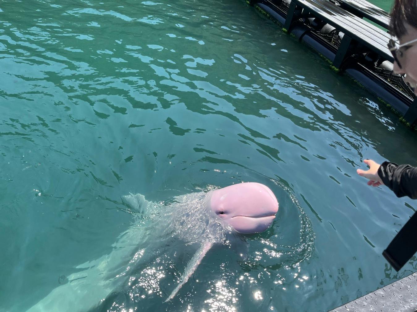 太地町立くじらの博物館の口コミ ｜珍しい白イルカやピンクくじらが